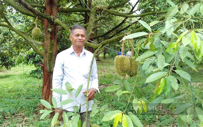 Ông Nguyễn Ngọc Hùng đang trồng 5ha sầu riêng VietGAP ở xã Minh Hưng (huyện Bù Đăng). Ảnh: Kim Tiền