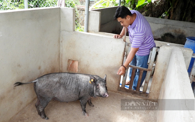 Ông Đỗ Thanh Dũng là một trong những hộ dân đang phát triển giống heo bản địa. Ảnh: Trần Khánh