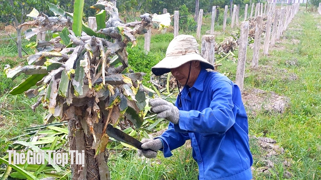 Nhiều nông dân ở huyện Châu Thành, Long An chặt bỏ thanh long. Ảnh Lê Đức