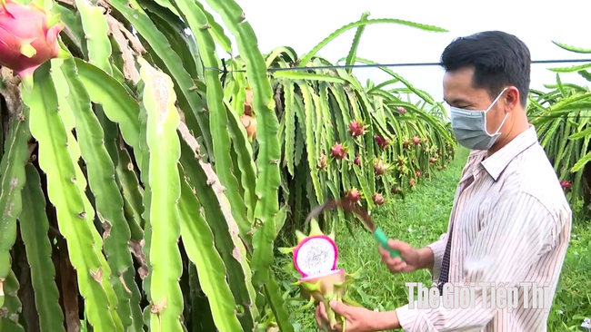 chặt bỏ thanh long: Đợt thanh long rớt giá suốt thời gian dài vừa qua khiến nhiều nông dân ở Bình Thuận cắt bỏ trái thanh long do không tiêu thụ được. Ảnh: Trần Khánh