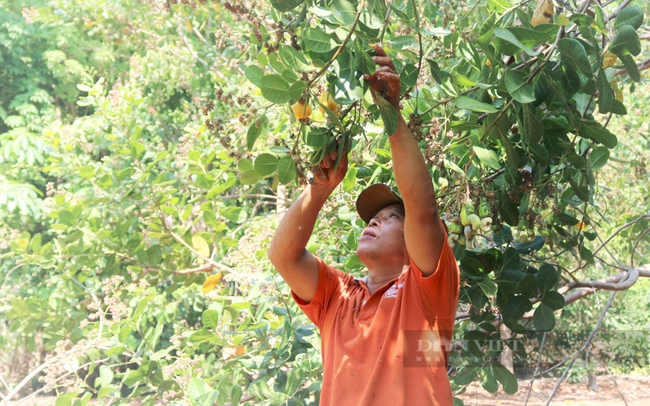 Nông dân thu hoạch điều ở Bình Phước. Ảnh: Hải Thanh