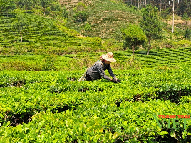 Than Uyên quan tâm phát triển sản xuất nông nghiệp hàng hóa tập trung - Ảnh 1.