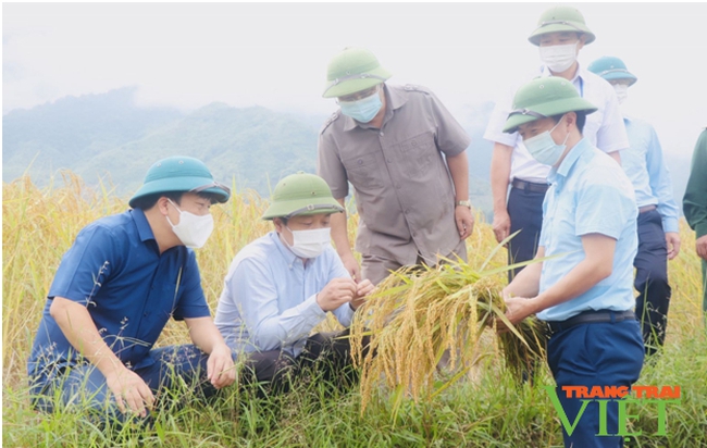 Phong Thổ: Phát huy vai trò của Hội Nông dân trong phát triển kinh tế nông nghiệp - Ảnh 3.