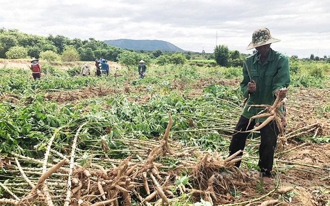 Nông dân thu hoạch sắn ở tỉnh Gia Lai . Ảnh: Lê Nam