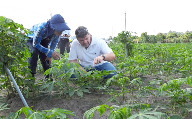 Một vùng nguyên liệu trồng sắn ở Tây Ninh bị nhiễm bệnh khảm lá sắn. Ảnh: Trần Khánh