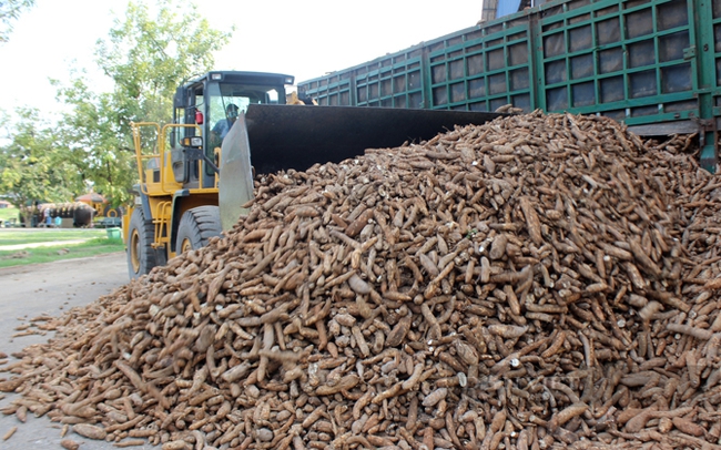 Tập kết sắn nguyên liệu tại một nhà máy chế biến tinh bột sắn ở Tây Ninh. Ảnh: Trần Khánh