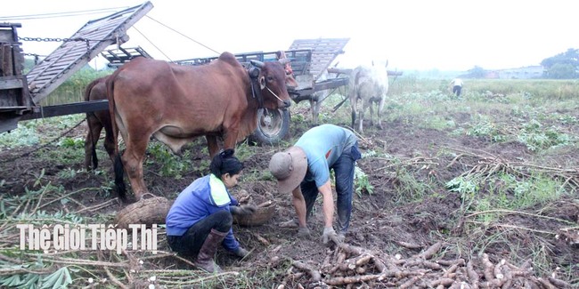 Nông dân thu hoạch sắn ở tỉnh Tây Ninh. Ảnh: Trần Khánh