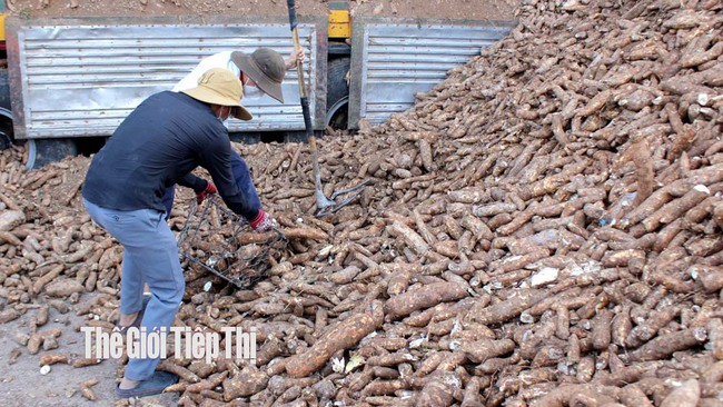 Thu mua nguyên liệu củ sắn tươi tại một nhà máy chế biến ở Tây Ninh. Ảnh: Trần Khánh