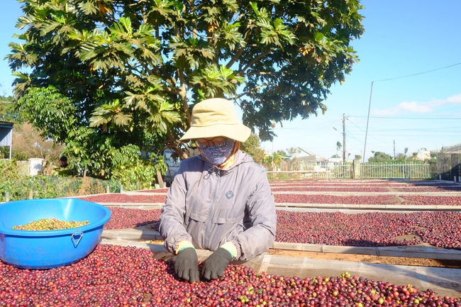 Cà phê Việt Nam nhiều cơ hội xuất khẩu sang Trung Quốc: Chuẩn bị kỹ lưỡng sẽ không “nếm vị đắng”  - Ảnh 1.