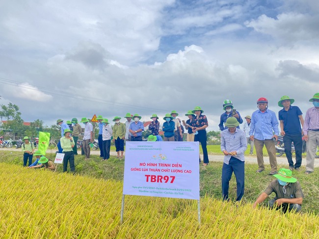 Giống lúa thuần chất lượng cao TBR97 bất ngờ với năng suất cao trên vùng đất bão lũ - Ảnh 2.