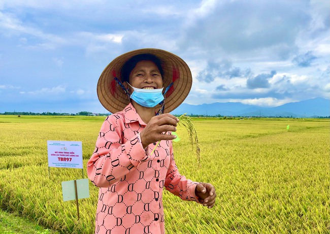 Giống lúa thuần chất lượng cao TBR97 bất ngờ với năng suất cao trên vùng đất bão lũ - Ảnh 4.