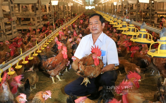 Ứng dụng nông nghiệp công nghệ cao tại một trại chăn nuôi gà bằng trại lạnh ở Bình Dương. Ảnh: Văn Dũng