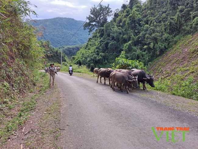 Lai Châu phát triển chăn nuôi theo hướng tập trung, bền vững - Ảnh 1.