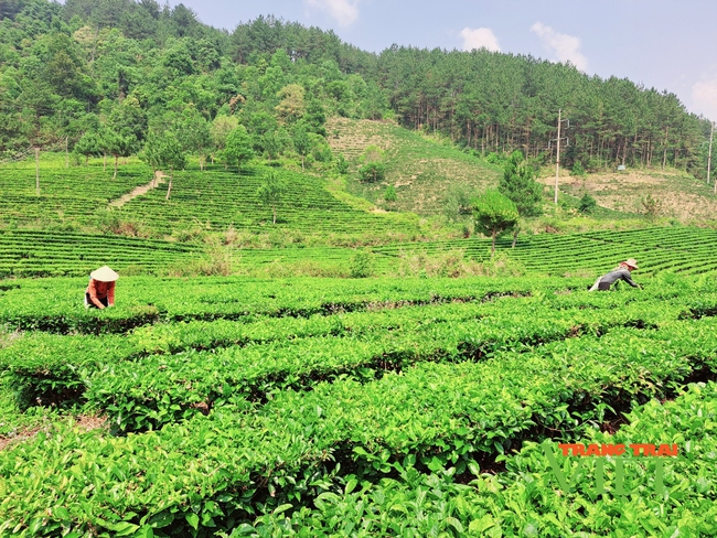 Lai Châu: Than Uyên đẩy mạnh phát triển dịch vụ nông nghiệp - Ảnh 1.