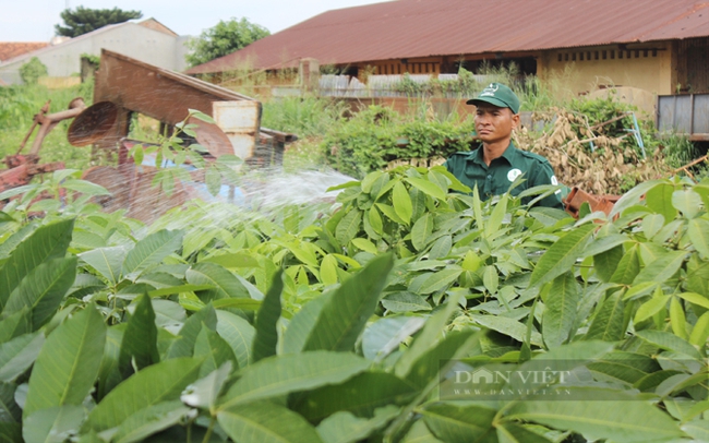 Công nhân cao su chăm sóc vườn cây giống tại Tổng Công ty Cao su Đồng Nai. Ảnh: Nguyên Vỹ