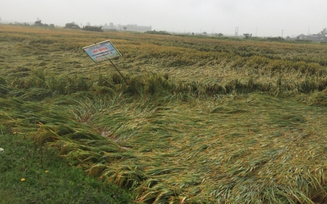 TT-Huế: Nông dân khóc ròng vì hơn 8.000 ha lúa đổ rạp, ngập úng do mưa lớn - Ảnh 1.