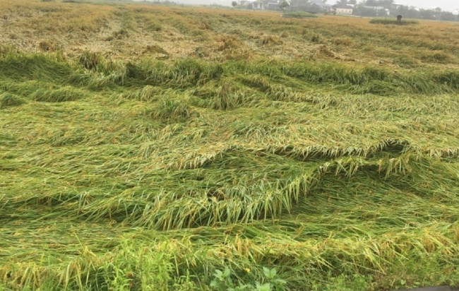 TT-Huế: Nông dân khóc ròng vì hơn 8.000 ha lúa đổ rạp, ngập úng do mưa lớn - Ảnh 2.
