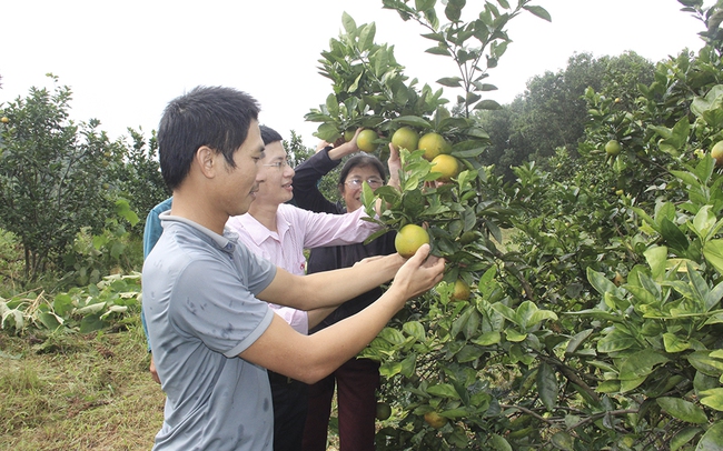 Hội viên khấm khá nhờ có vốn trồng cây, nuôi cá - Ảnh 1.