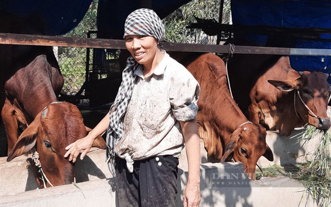 Nông dân xã Đất Cuốc (huyện Bắc Tân Uyên) đã thoát nghèo, ổn định cuộc sống nhờ được địa phương tặng bò sinh sản để nhân giống, phát triển kinh tế. Ảnh: Thu Hường