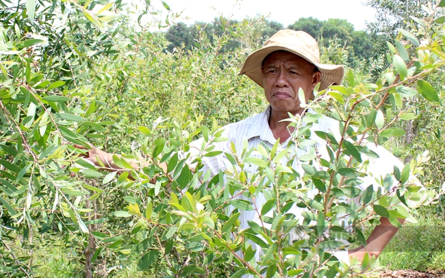 Ông Trần Thanh Hạnh với mô hình trồng tràm lấy tinh dầu trong đảo Nhím, hồ Dầu Tiếng, Tây Ninh. Ảnh: Nguyên Vỹ