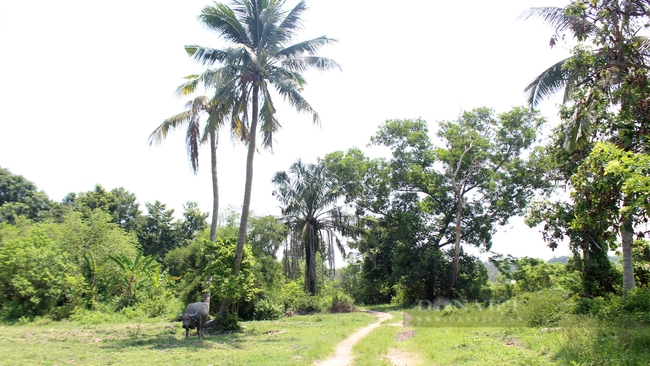 Khung cảnh yên bình trên đảo Nhím, hồ Dầu Tiếng, Tây Ninh. Ảnh: Nguyên Vỹ