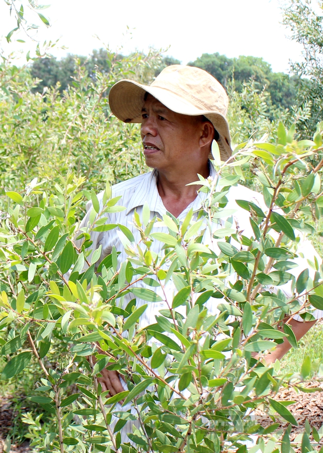 Trên đảo Nhím, ông Hạnh là người duy nhất trồng tràm lấy tinh dầu. Ảnh: Nguyên Vỹ