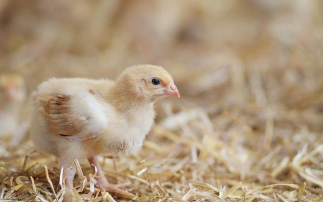 Máy phát hiện giới tính của gà từ trong trứng: 'Kỳ tích' công nghệ chăn nuôi 2022 - Ảnh 1.