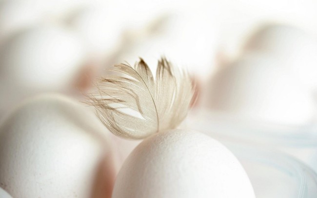 Máy phát hiện giới tính của gà từ trong trứng: 'Kỳ tích' công nghệ chăn nuôi 2022 - Ảnh 4.