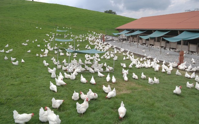 Máy phát hiện giới tính của gà từ trong trứng: 'Kỳ tích' công nghệ chăn nuôi 2022 - Ảnh 2.