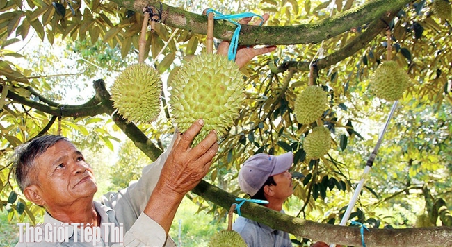 Ông Nguyễn Ngọc Hùng bên vườn sầu riêng gia đình. Ảnh: Trần Khánh