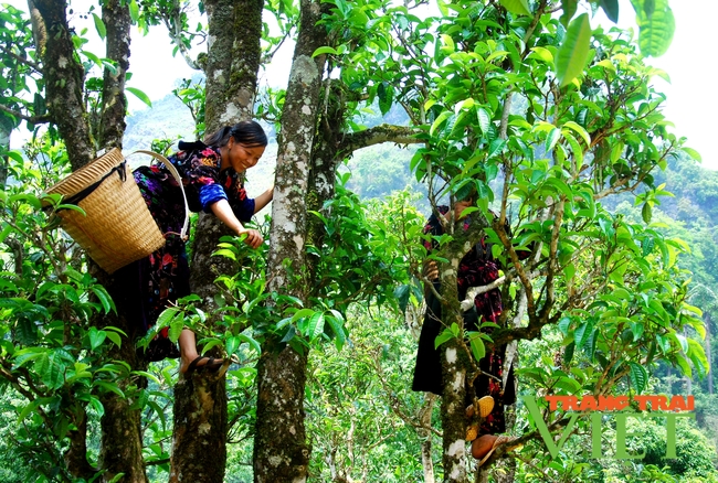 Điện Biên: Chè cây cao Tủa Chùa được công nhận Cây di sản Việt Nam   - Ảnh 1.