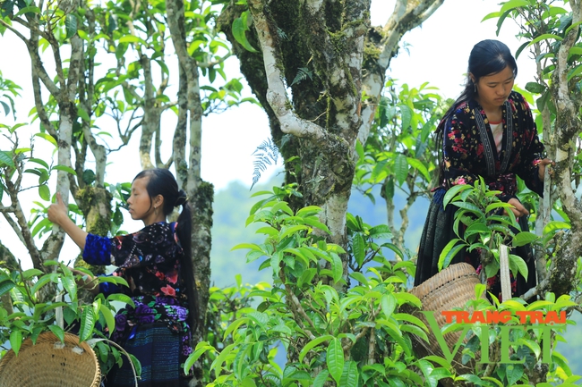 Điện Biên: Chè cây cao Tủa Chùa được công nhận Cây di sản Việt Nam   - Ảnh 3.