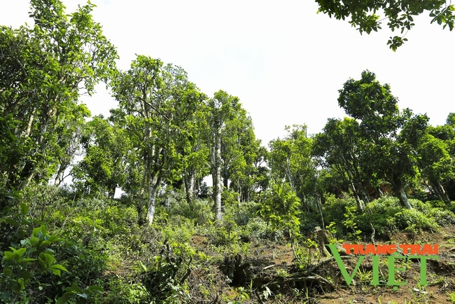 Điện Biên: Chè cây cao Tủa Chùa được công nhận Cây di sản Việt Nam   - Ảnh 4.