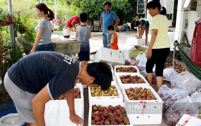 Nhà vườn ở xã An Sơn (TP.Thuận An, Bình Dương) thu hoạch măng cụt. Ảnh: Trần Khánh