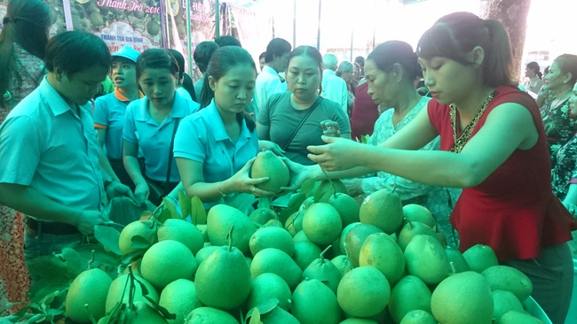 Thừa Thiên Huế phê duyệt đề án trồng mới 1.000ha cây ăn quả  - Ảnh 1.