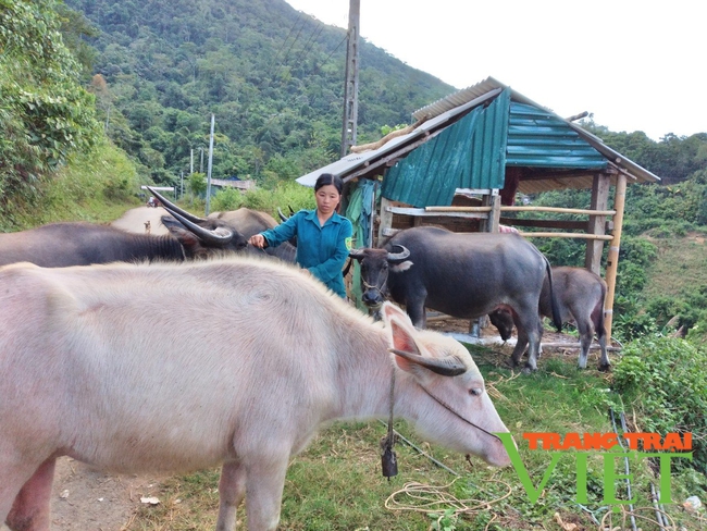 Lai Châu: Đa dạng mô hình kinh tế giúp người dân Nậm Manh nâng cao thu nhập   - Ảnh 3.