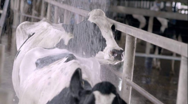 Vinamilk Green Farm – mô hình trang trại bò sữa phát triển bền vững - Ảnh 4.
