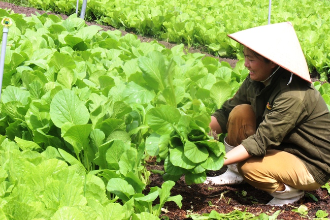 TP.HCM nâng “chất” kinh tế tập thể - Ảnh 6.