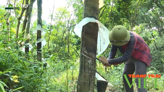 &quot;Vàng trắng&quot; lội ngược dòng mang no ấm cho người dân Phong Thổ   - Ảnh 6.