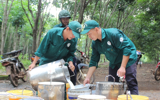 Khai thác mủ cao su tại đơn vị thành viên của Tập đoàn công nghiệp cao su Việt Nam. Ảnh: Nguyên Vỹ