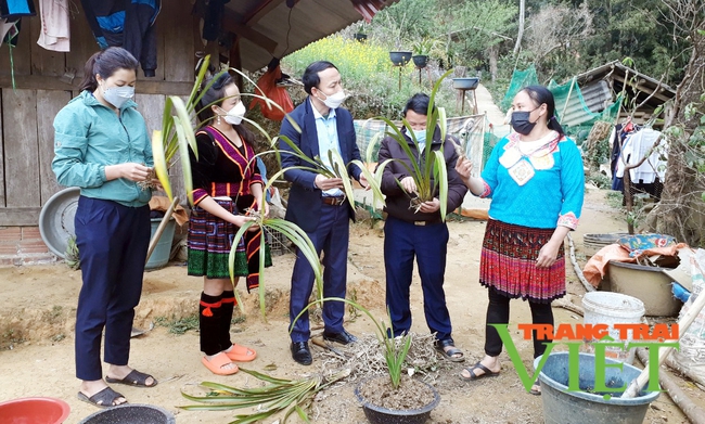 Lai Châu: Trồng  địa lan, làm du lịch cộng đồng nông dân Phong Thổ đếm tiền mỏi tay   - Ảnh 3.