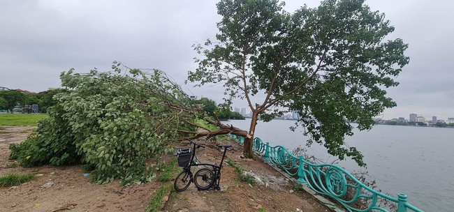 Công an truy tìm người chặt hạ &quot;cây cô đơn&quot; ở Hồ Tây - Ảnh 1.