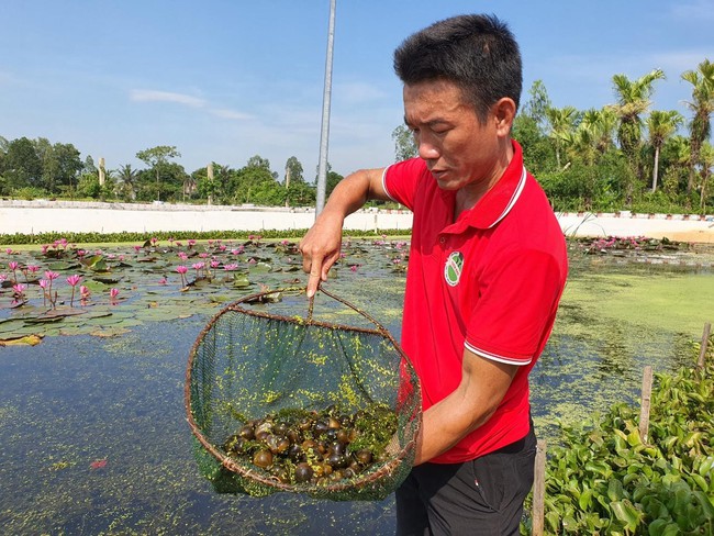 Nuôi ốc nhồi đặc sản dày đặc dưới ao anh trai làng bỏ nghề báo về làm nghề  nông ở Thanh Hóa giàu to