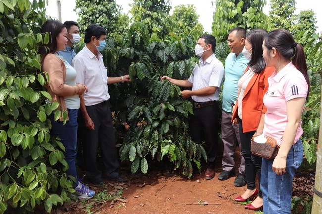 Thêm động lực làm giàu cho nhà nông Krông Ana  - Ảnh 1.