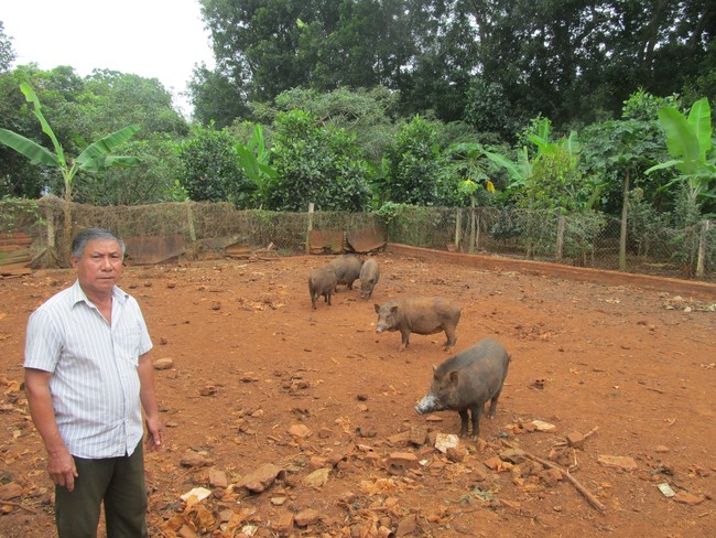 Giá thức ăn chăn nuôi tăng vùn vụt, nông dân Long Phước làm cách này để vượt &quot;bão giá&quot; - Ảnh 1.