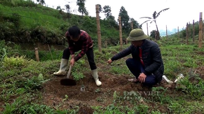 Trồng chanh leo trên mọi địa hình, nông dân Khun Há khấm khá   - Ảnh 4.