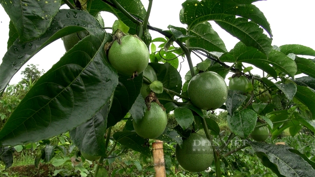 Trồng chanh leo trên mọi địa hình, nông dân Khun Há khấm khá   - Ảnh 3.