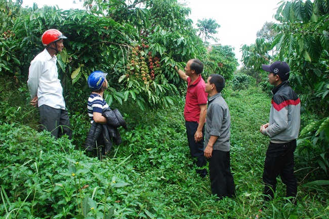 Doanh nghiệp đặt hàng khuyến nông làm vùng cà phê xuất khẩu - Ảnh 1.