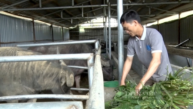 Tam Đường: Chăn nuôi gia súc tập trung - nông dân Khun Há khấm khá   - Ảnh 4.