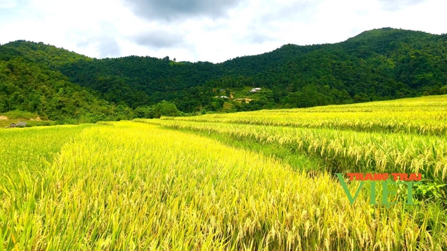 Lai Châu: Tà Hừa đẩy nhanh tiến độ thu hoạch lúa Đông Xuân, triển khai gieo cấy lúa Hè Thu - Ảnh 1.